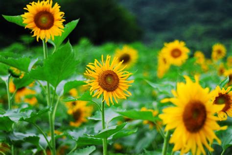 花有幾種